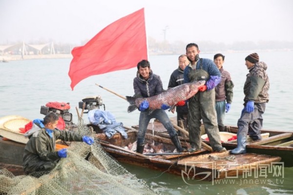 济宁太白湖新年头网头鱼重68.8斤 拍出16.8万