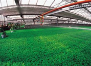 产业强市进程中的潍坊农业：再造现代农业发展新优势