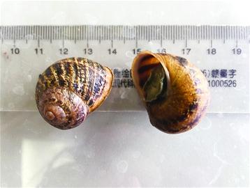 山东口岸首次截获散大蜗牛 能传播多种寄生虫病