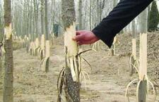 淄川洪山镇十里村一夜之间40棵杨树遭“腰斩”