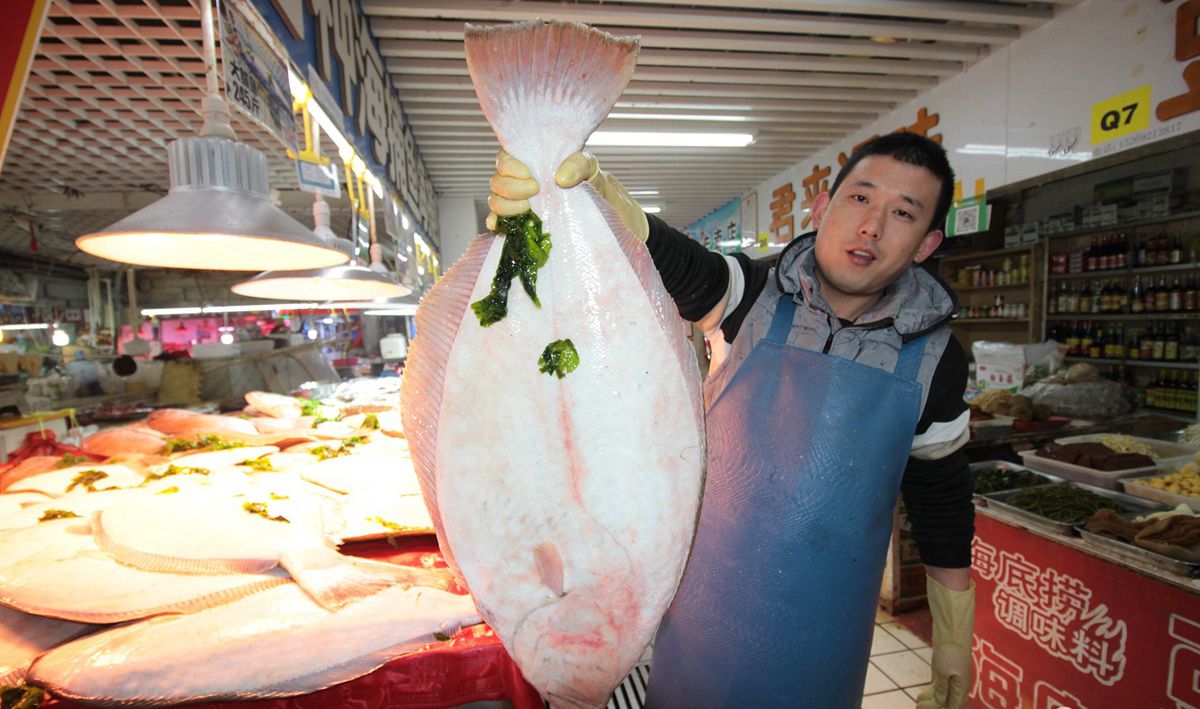 青岛鸦片鱼上市 每只20斤个头比孩子都大