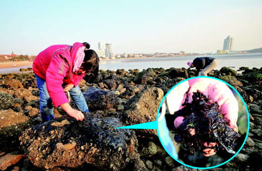 海潮退紫菜露 青岛市民忙采集：做汤特别鲜美