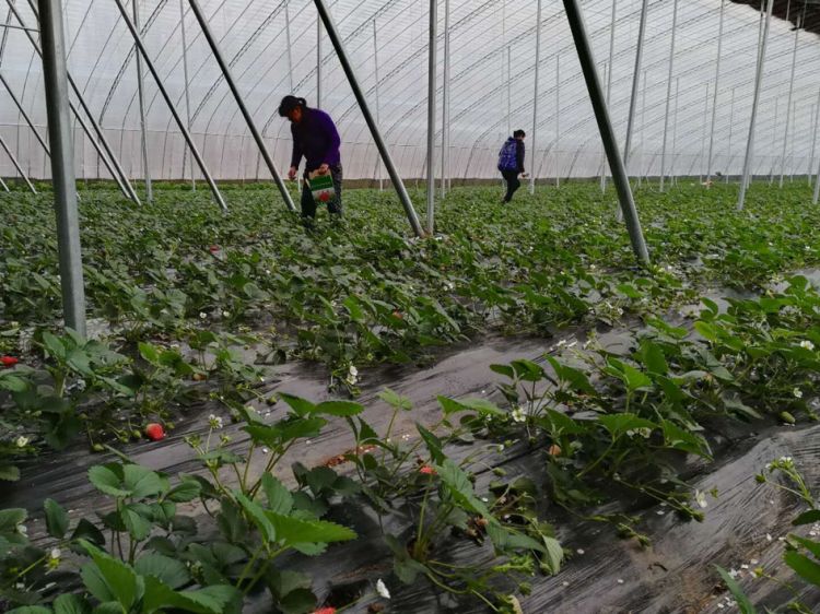 潍坊：产业帮扶好 草莓分外红
