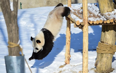 沈阳森林动物园“功夫熊猫”雪中显身手