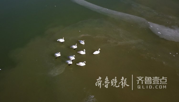济南北郊冰封，市民担心天鹅们挨饿！