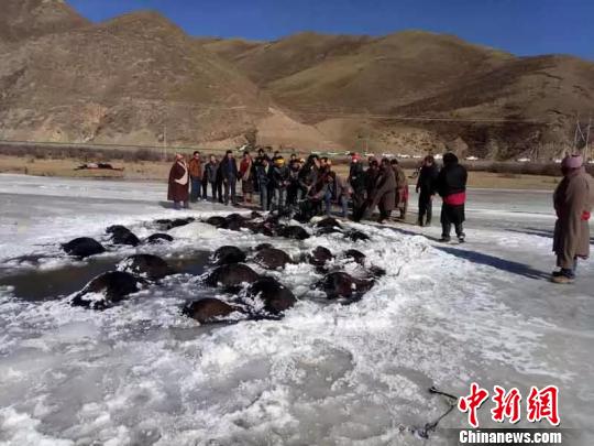 青海180头牦牛过冰河致坍塌 死亡107头