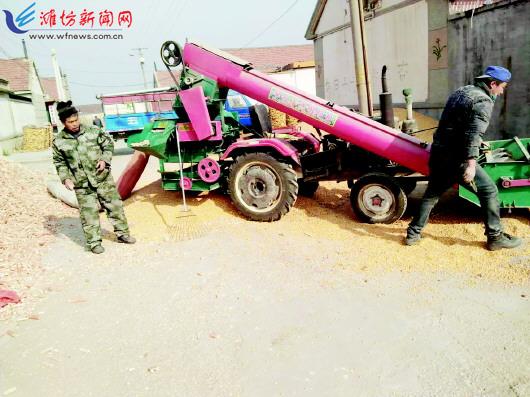 潍坊玉米收购价已涨到每斤九毛 预计春节前易涨难跌