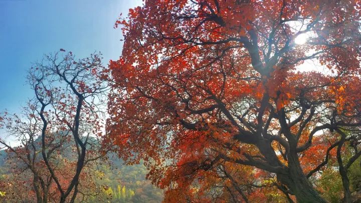 還去香山?告訴你隱藏在青島的一處絕美紅葉林