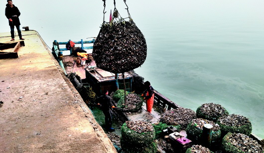 海蛎子“借壳”上市 红岛渔港码头每天卖10万斤