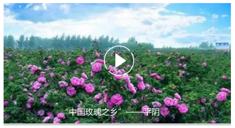 “中国玫瑰之乡”——平阴