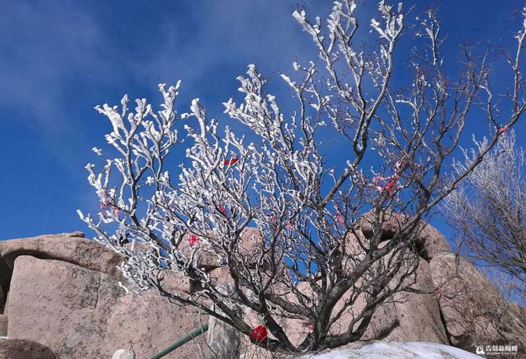 雪树银花