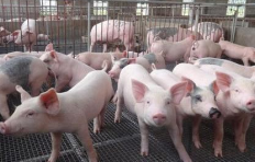 去年淄博养殖户养一头猪倒赔一二百元