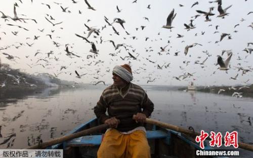 印度亚穆纳河一景：船夫摇橹河上 水鸟齐飞天际(图)