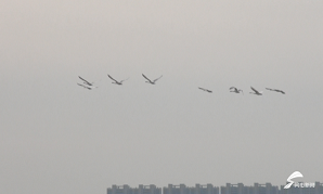 探访济南北郊“天鹅湖”：寒潮下仍有天鹅展翅飞翔
