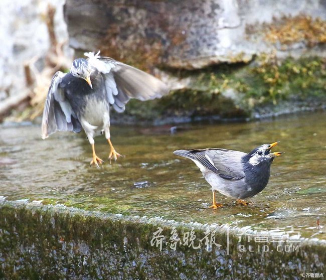 情报站|济南趵突泉公园里的灰椋鸟，喝起水来萌萌哒