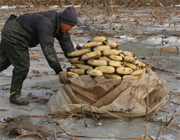 濱州職業挖藕人 一天挖600斤月入近萬元