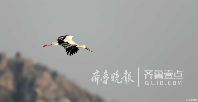 情报站|东方白鹳“作客”济南龙湖，珍稀堪比大熊猫