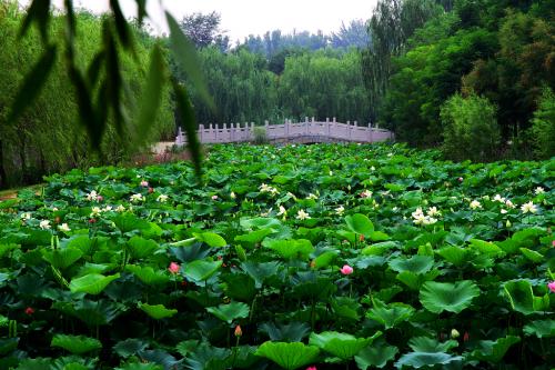 聊城辖区内现在有22.7万亩湿地 违法违规占用湿地要挨罚