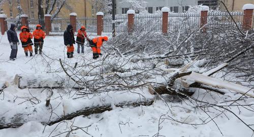 莫斯科百年一遇降雪1死多伤 树倒砸车事件百余起