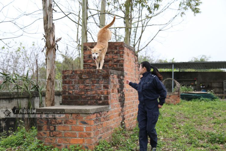 警犬 泰森 的最后一个春运:每天巡逻超2万步(组