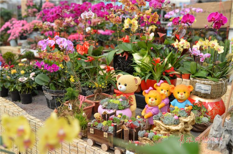 2018年2月6日,在青岛李村大集花卉市场上销售的节日花卉.