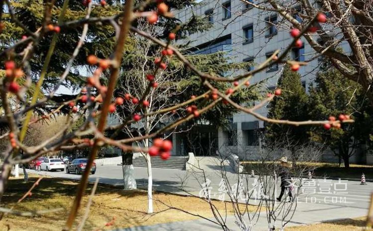 情报站|新春将至，济南街头红梅抽新芽