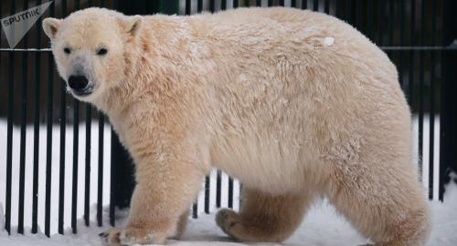 俄罗斯年龄最大北极熊在动物园去世 享年38岁(图)