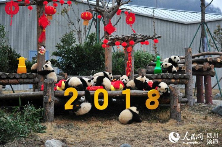 17只熊猫宝宝集体亮相向全国人民拜年 送最萌祝福