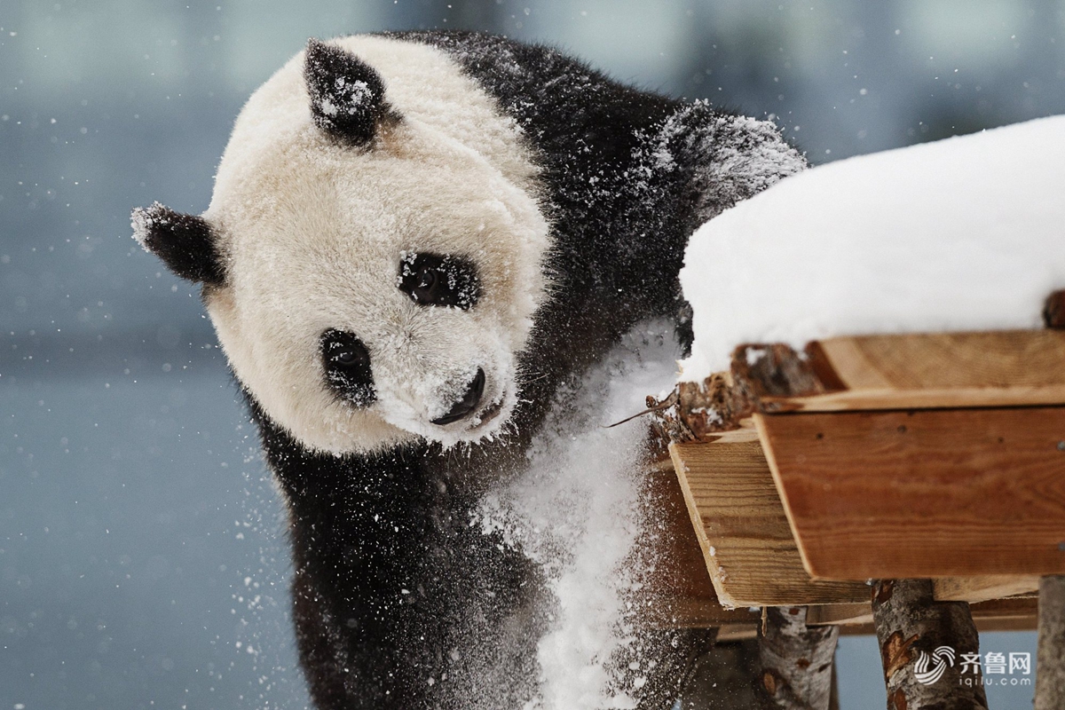 赴芬兰大熊猫异国过年 雪中玩耍倒挂金钩