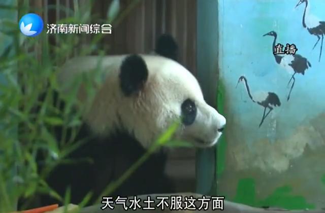 新春走基层：大熊猫和饲养员的快乐新年