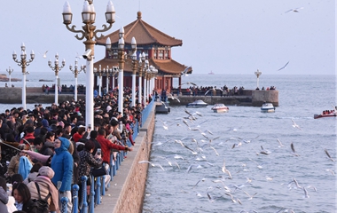 青岛栈桥游人如织 海鸥相伴过新年