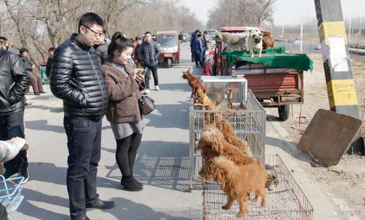 狗年带"旺"狗市 德州小型犬春节受热捧