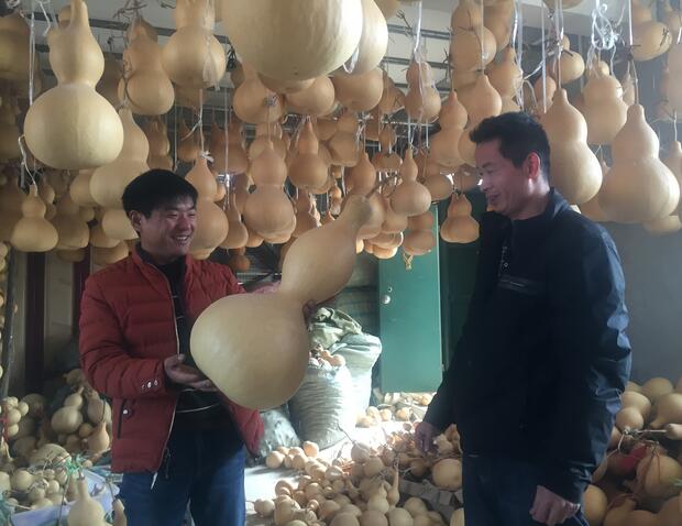 聊城小村卖葫芦一年卖六个亿 大年三十还在忙发货