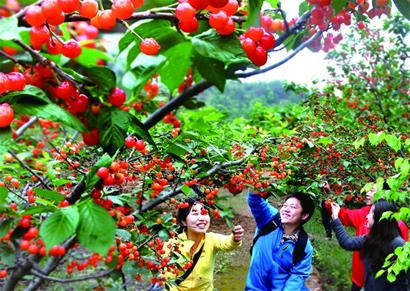 青岛农产品质量好合格率超98.5% 农民收入稳增