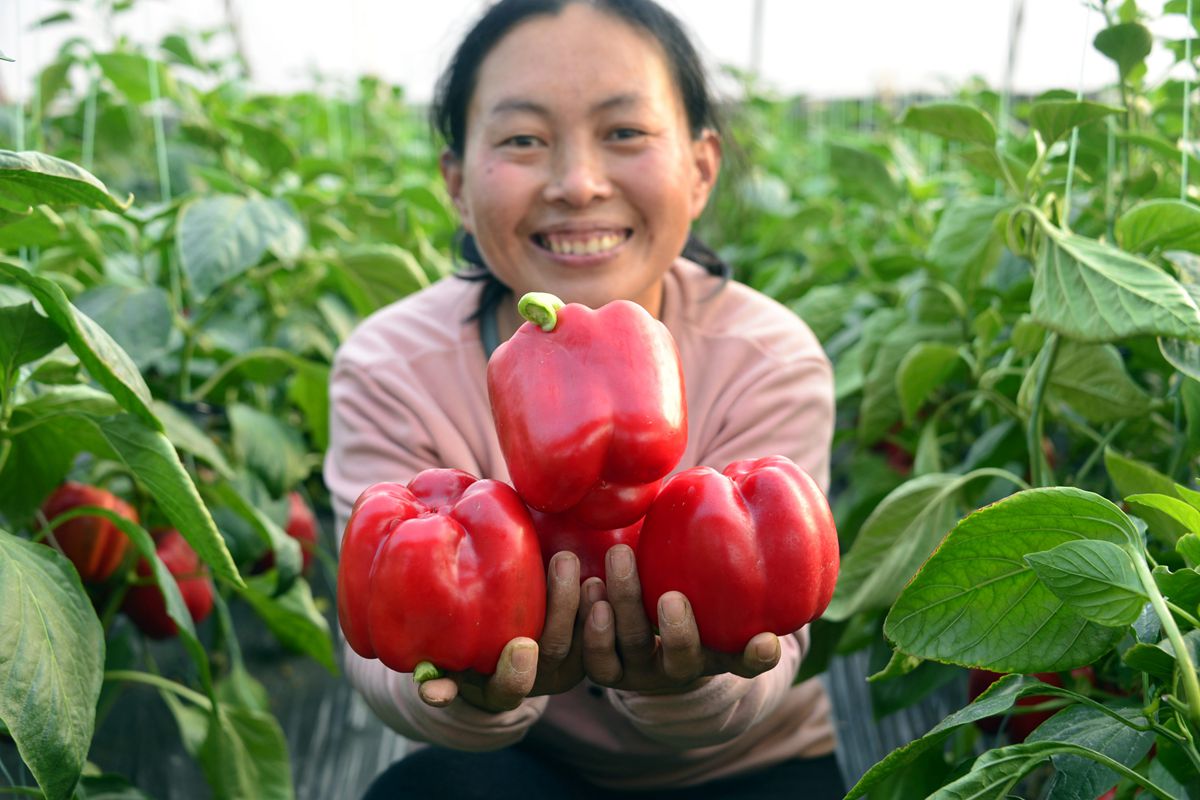 聊城特色彩椒种植 促增收助力乡村振兴