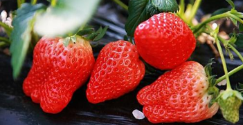 淄博今起开展蔬菜水果质量安全监督抽查 草莓列为重点抽检水果
