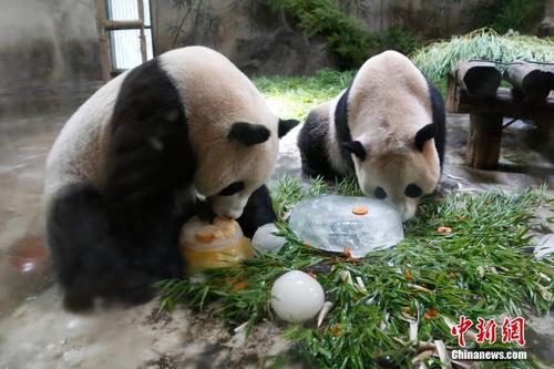 大熊猫“成就”病危 术后康复面临三大可能风险
