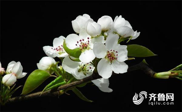 梨花 资料图