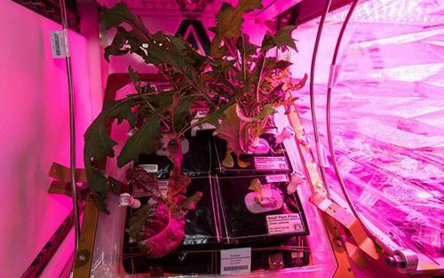 粉红温室里的绿色希望：空间站人员太空种菜有收获！