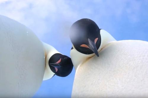 企鹅撞翻摄影机“自拍” 网友：这个不能吃(图)