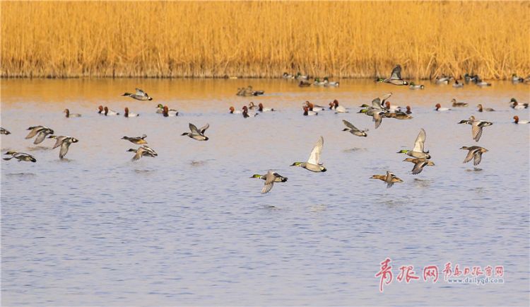 组图：春江水暖鸭先知 胶州湾湿地现大批罕见野鸭