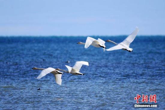 中国内陆最大咸水湖流域连续七年水质优良