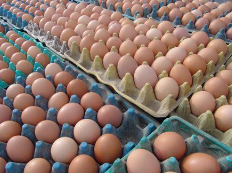 受春节与去年“错月”影响 2月份鸡蛋价格同比涨幅最大