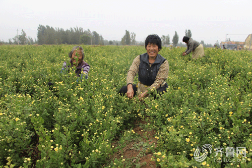 惠白菊产业助农增收