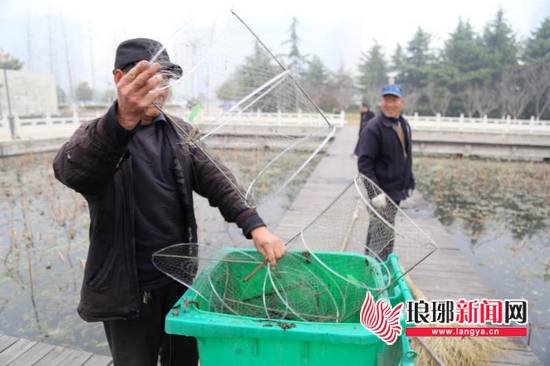 有人在临沂五洲湖乱设地笼捕鱼 园林部门及时清理