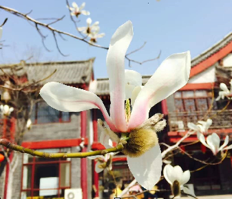 青州：玉兰花开春意浓 寻芳赏花正当时