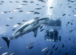 墨西哥大白鲨水下“挑逗”娇小研究员