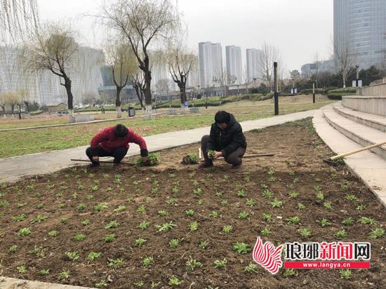临沂市凤凰广场花海今年升级 将布置园林小品花境