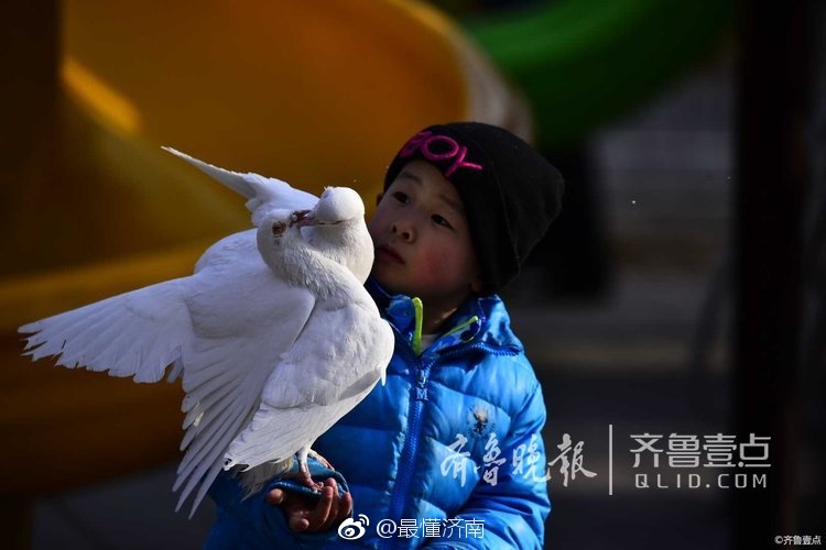 萌翻！济南泉城公园孩子与和平鸽嬉闹