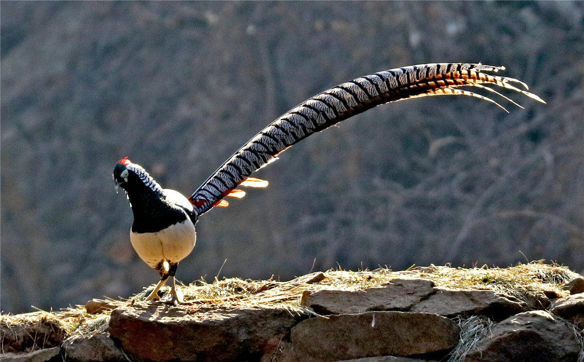 IMG-20